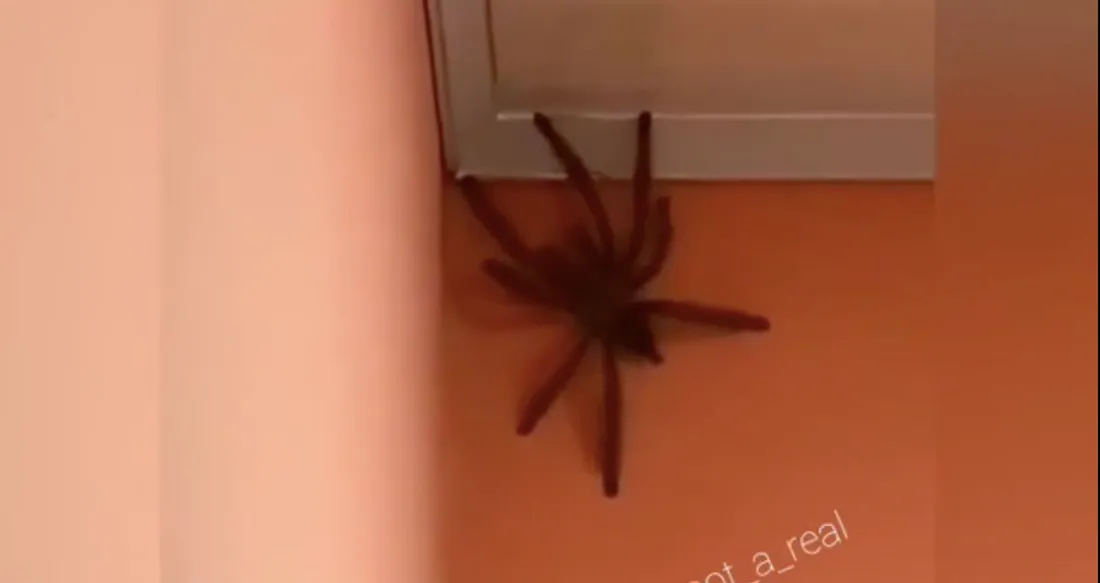 Cette araignée géante fait le tour de la toile